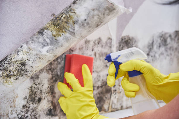 Best Water Damage & Mold Remediation in USA